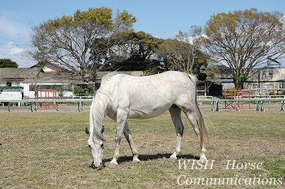 美しい乗馬