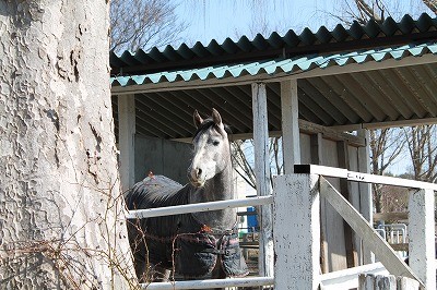 キリッと可愛い馬