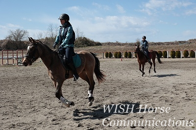 乗馬の基本 柏エリアの乗馬 ウィッシュホースコミュニケーションズ