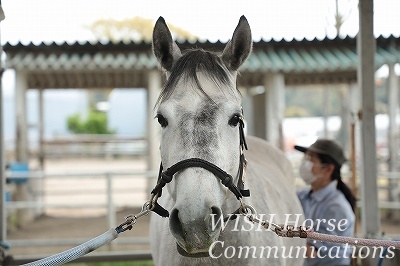 人生が変わる乗馬