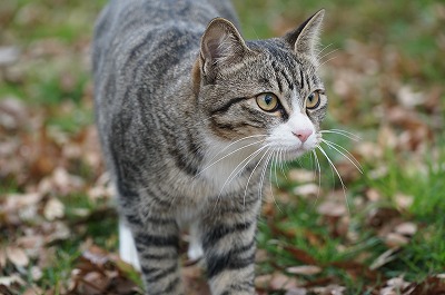 乗馬クラブの猫