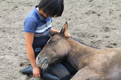 馬とのコミュニケーション