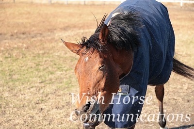 馬の表情