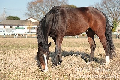 毛艶の良い馬