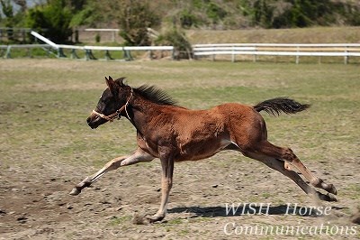 乗馬の子馬