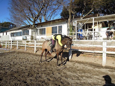 馬とハグ