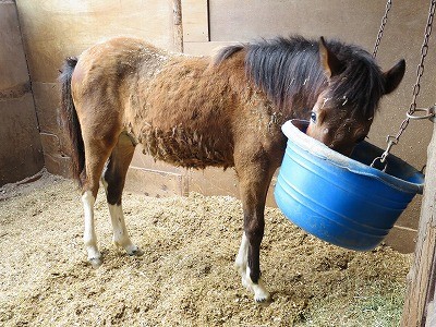 新馬調教