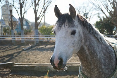 馬とアイコンタクト