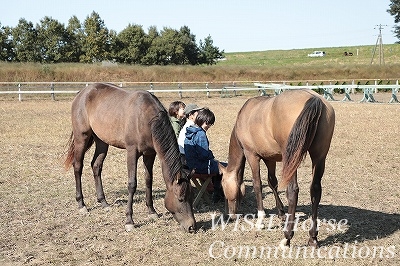 馬に信頼される乗馬