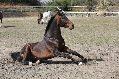 起き上がる馬