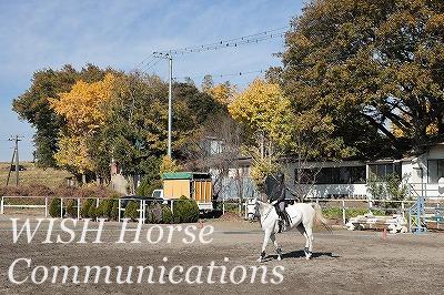 乗馬では馬が常に正しい