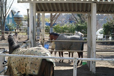 馬の仲良し風景