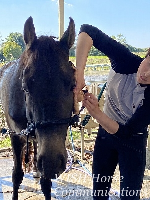 馬に好かれる乗馬