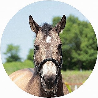 馬の紹介