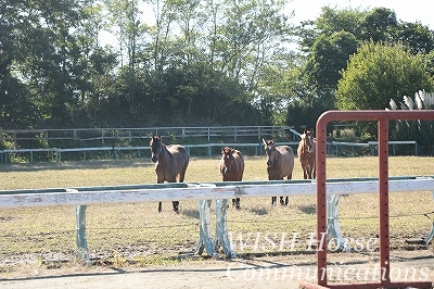 馬の愛情