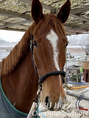馬と雪景色