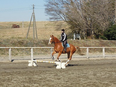 馬を障害飛越好きにさせる