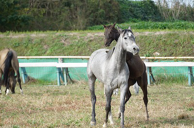 馬の社会性が見られる乗馬クラブ