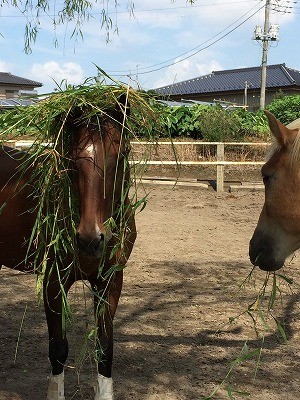 おちゃめな馬達