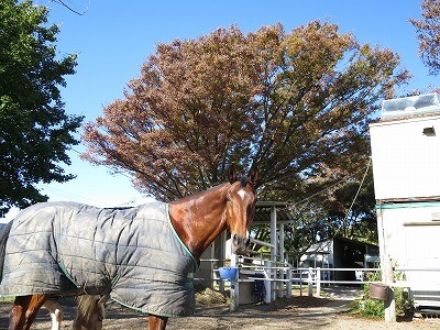 紅葉乗馬