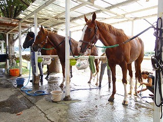 馬とのふれあいは楽しい