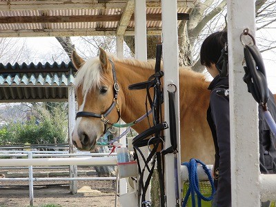 馬の優しい瞳