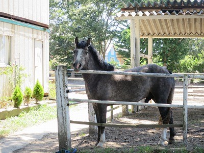 馬と向き合う