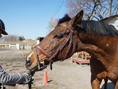 素晴らしい馬