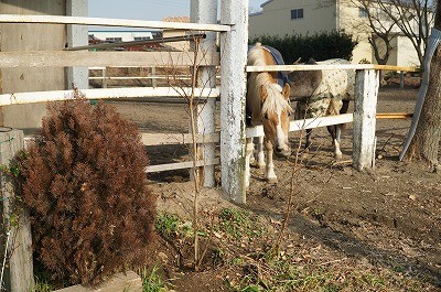 乗馬クラブの花の木