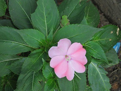 乗馬クラブ初めての花