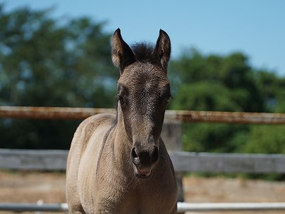 馬を正当に扱い、馬の能力を引き出す