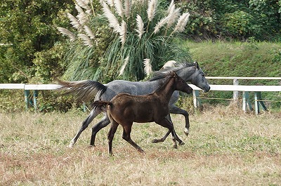 自然な馬本来のしぐさが見られます。