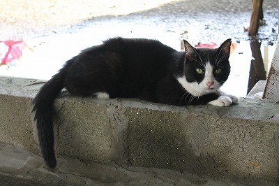 猫のマイちゃん