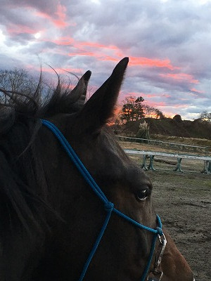 夕焼け乗馬