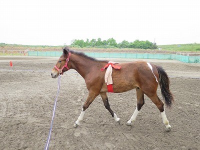 新馬調教　腹帯とひらひら