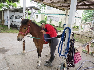 新馬調教　可愛がりつつ重みに馴らす