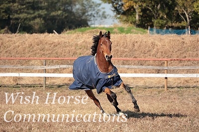 喜ぶ馬
