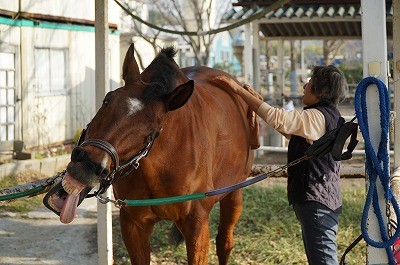 上手な馬の手入れ