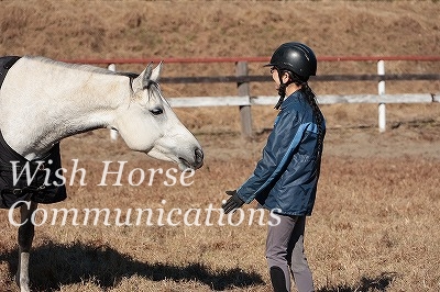 馬とのコミュニケーション