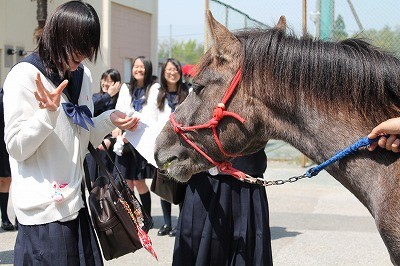 千葉県立柏南高校馬術部