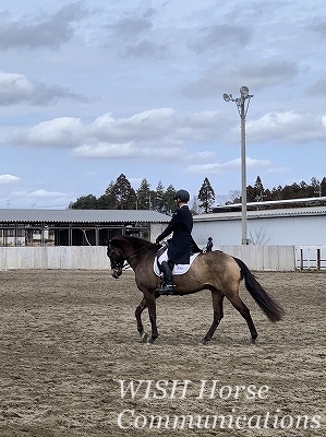 乗馬の成長と覚醒