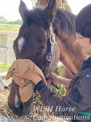 幸せな馬