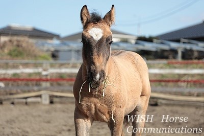 草を食べ始めるようになった子馬