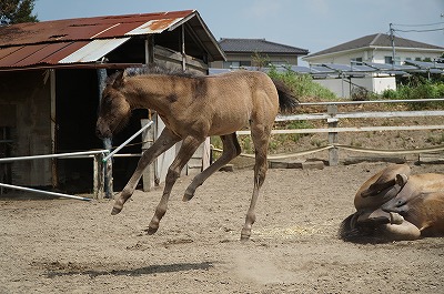 垂直ジャンプと空中ひねり！