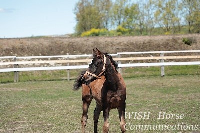 乗馬の子馬