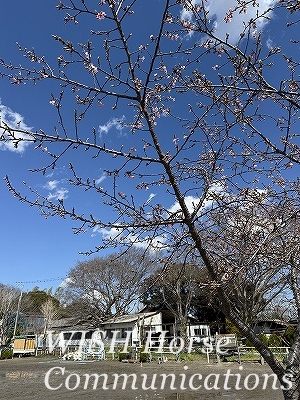河津桜