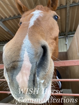 馬の顔アップ