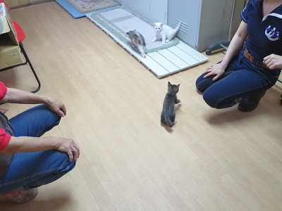 猫カフェ馬カフェ 柏エリアの乗馬 ウィッシュホースコミュニケーションズ 猫カフェ馬カフェ 柏エリアの乗馬 ウィッシュホースコミュニケーションズ