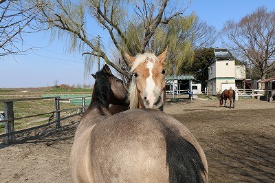 春休み乗馬