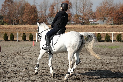 馬が助けてくれる乗馬